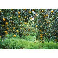 Consorzio il Tardivo di Ciaculli Sizilianischer Mandarinenfruchtaufstrich New