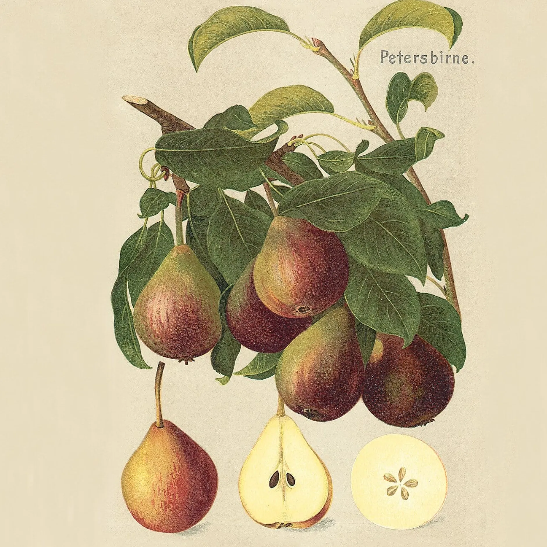 Martin Müller Baumschulen Sommerbirne 'Petersbirne'