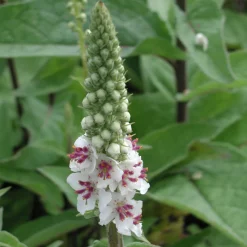 Staudengärtnerei Gaissmayer Stauden für den Klimawandel Hot