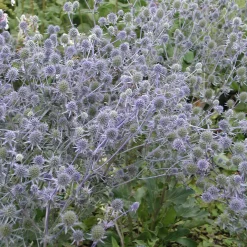 Staudengärtnerei Gaissmayer Stauden für den Klimawandel Hot