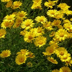 Staudengärtnerei Gaissmayer Stauden für (Wild-)Bienen und Schmetterlinge Discount