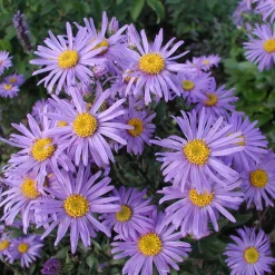 Staudengärtnerei Gaissmayer Stauden für (Wild-)Bienen und Schmetterlinge Discount