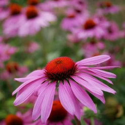 Staudengärtnerei Gaissmayer Stauden für (Wild-)Bienen und Schmetterlinge Discount