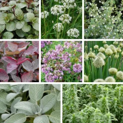 Manufactum Staudenpaket Gourmet- und Küchenkräuter Sale