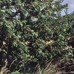 Manufactum Strauchkirsche 'Rotes Wunder' Hot