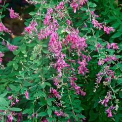 Martin Müller Baumschulen Strauchpaket Insektenweide Online