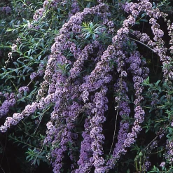 Martin Müller Baumschulen Strauchpaket Insektenweide Online