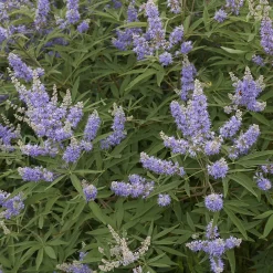 Martin Müller Baumschulen Strauchpaket Insektenweide Online