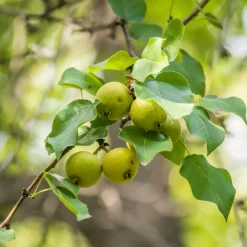 Manufactum Strauchpaket Wildfruchthecke 2 Clearance