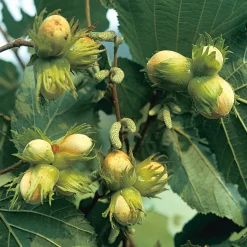 Manufactum Strauchpaket Wildfruchthecke 2 Clearance