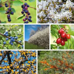 Manufactum Strauchpaket Wildfruchthecke 1 New