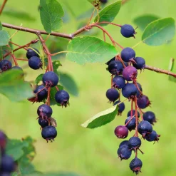 Manufactum Strauchpaket Wildfruchthecke 1 New