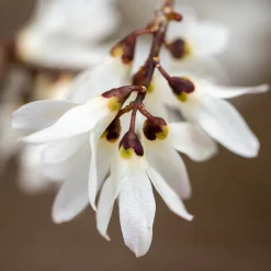 Manufactum Strauchpaket Winterdufter Best