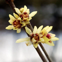 Manufactum Strauchpaket Winterdufter Best