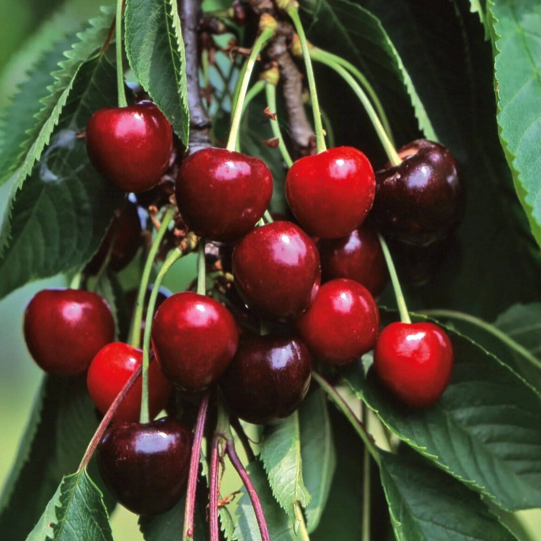 Martin Müller Baumschulen Säulenkirsche 'Victoria' Online