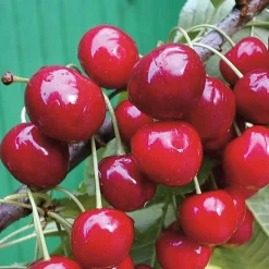 Martin Müller Baumschulen Säulenkirsche 'Victoria' Online