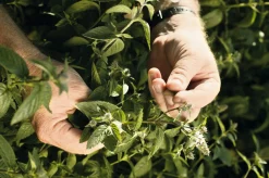 Market Grounds Summerdown Englische Minzcremepralinen Best