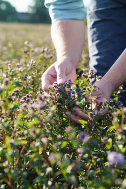 Market Grounds Summerdown Englische Minzschokolade Sale