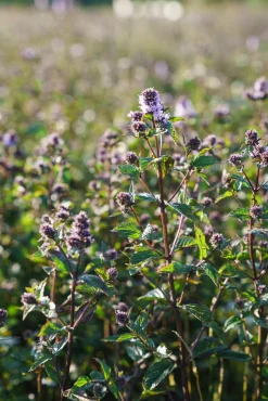 Market Grounds Summerdown Englische Minzschokolade Sale