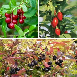 Martin Müller Baumschulen Superfood-Beerenpaket (3 Arten) Discount