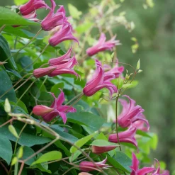 Martin Müller Baumschulen Texaswaldrebe 'Princess of Wales'