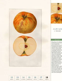 Jan Thorbecke Verlag Thorbecke Apfel-Kalender 2026 Best