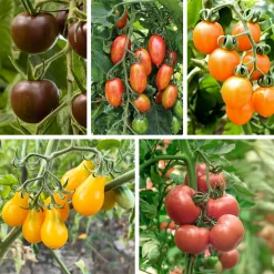 Bio-Jungpflanzen Wunderlich Tomatenjungpflanzen Hot