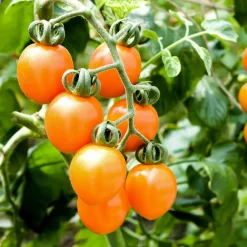 Bio-Jungpflanzen Wunderlich Tomatenjungpflanzen Hot