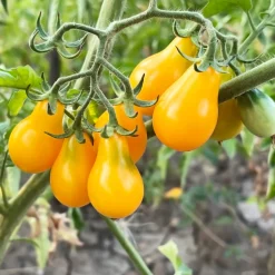 Bio-Jungpflanzen Wunderlich Tomatenjungpflanzen Hot