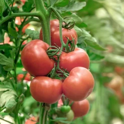 Bio-Jungpflanzen Wunderlich Tomatenjungpflanzen Hot