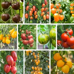 Bio-Jungpflanzen Wunderlich Tomatenjungpflanzen Outlet