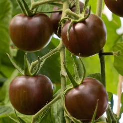 Bio-Jungpflanzen Wunderlich Tomatenjungpflanzen Outlet