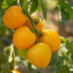 Bio-Jungpflanzen Wunderlich Tomatenjungpflanzen Outlet