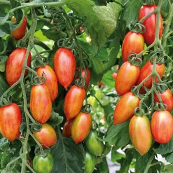 Bio-Jungpflanzen Wunderlich Tomatenjungpflanzen Outlet