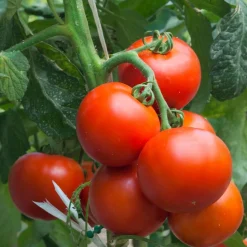 Bio-Jungpflanzen Wunderlich Tomatenjungpflanzen Outlet