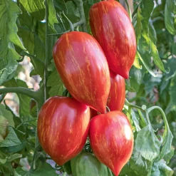 Bio-Jungpflanzen Wunderlich Tomatenjungpflanzen Outlet