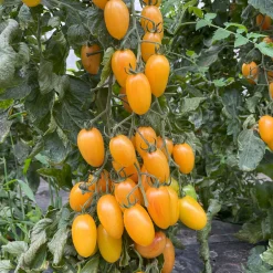 Bio-Jungpflanzen Wunderlich Tomatenjungpflanzen Outlet