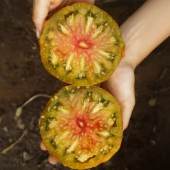 Culinaris – Saatgut für Lebensmittel Tomatensaatgut Besonders Wohlschmeckende Sorten New