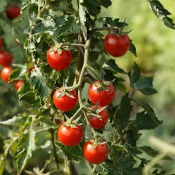 Culinaris – Saatgut für Lebensmittel Tomatensaatgut Besonders Wohlschmeckende Sorten New