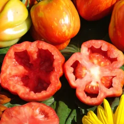 Culinaris – Saatgut für Lebensmittel Tomatensaatgut Besonders Wohlschmeckende Sorten New