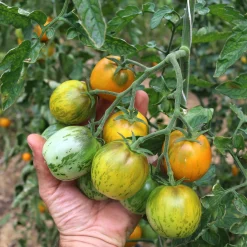 Culinaris – Saatgut für Lebensmittel Tomatensaatgut Besonders Wohlschmeckende Sorten New