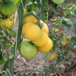 Culinaris – Saatgut für Lebensmittel Tomatensaatgut Bewährte Land- und Haussorten New