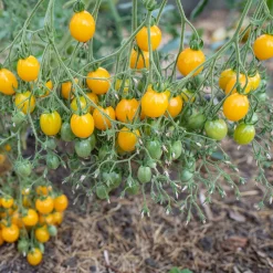 Culinaris – Saatgut für Lebensmittel Tomatensaatgut Bewährte Land- und Haussorten New