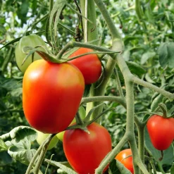 Culinaris – Saatgut für Lebensmittel Tomatensaatgut Bewährte Land- und Haussorten New