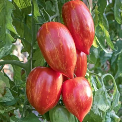Culinaris – Saatgut für Lebensmittel Tomatensaatgut Bewährte Land- und Haussorten New