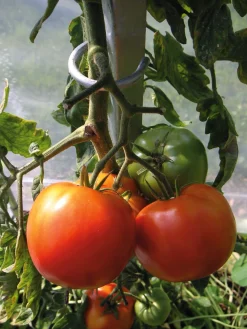 Brühwiler Maschinen Tomatenstab Stahl verzinkt
