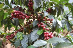 Trinci Torrefazione di Caffè Trinci Espresso ganze Bohne Outlet