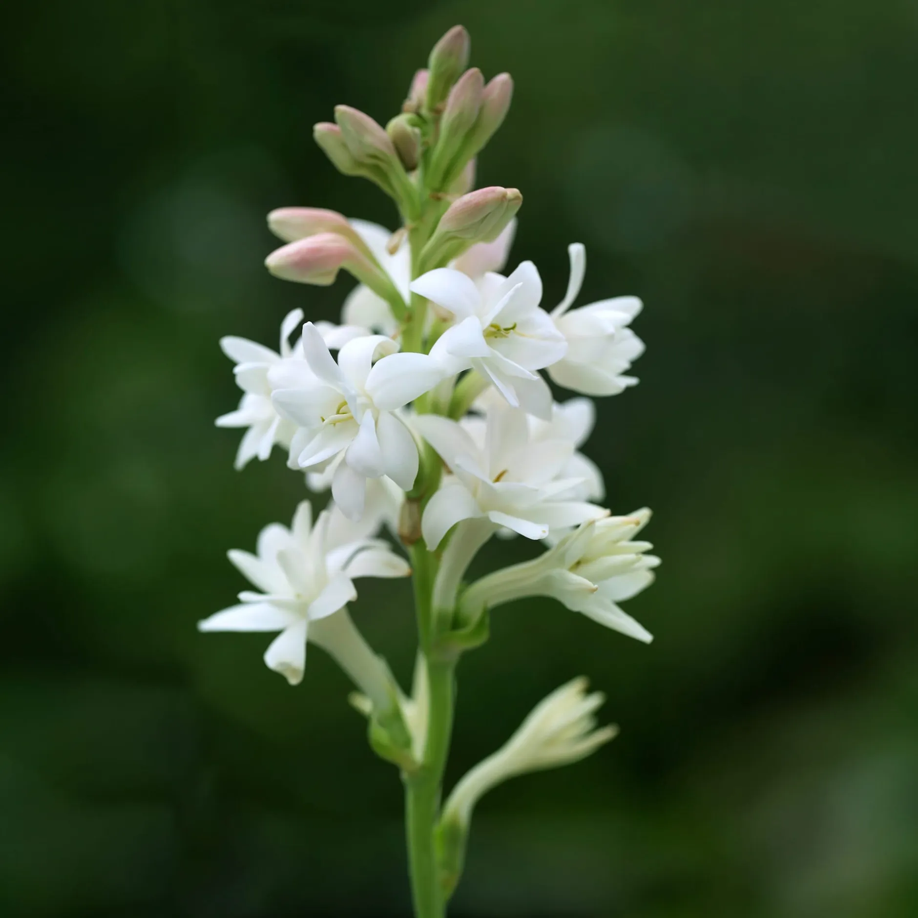 Nijssen Tuin & Bulbs Tuberose The Pearl