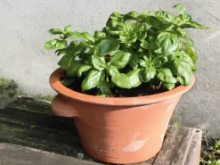 Manufactum Tulpentopf Terrakotta Best