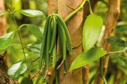 Safran ＆ Vanille Handel Eberhard Pütter Vanille aus Mexiko Sale